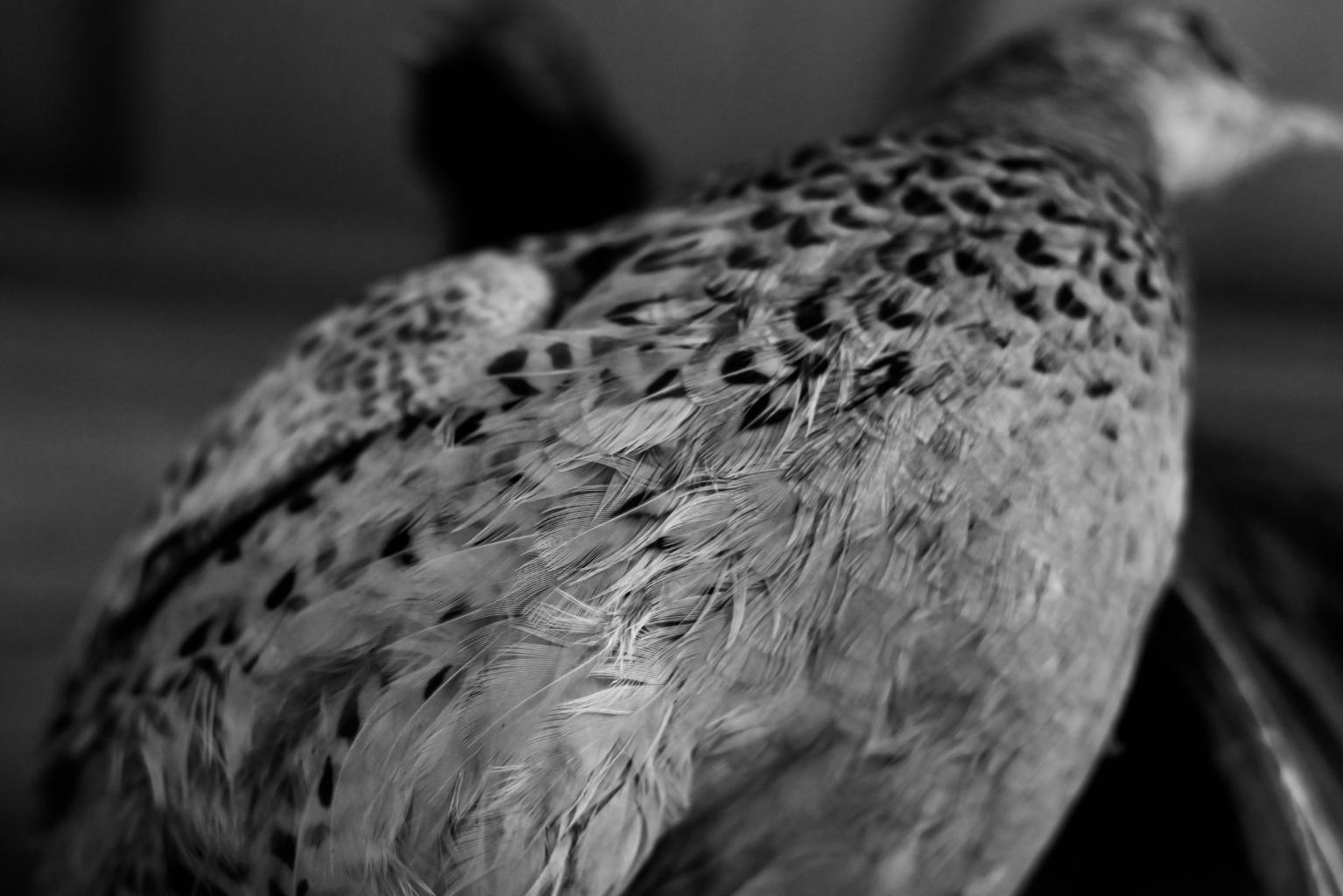 _DSC3915 copy.jpg